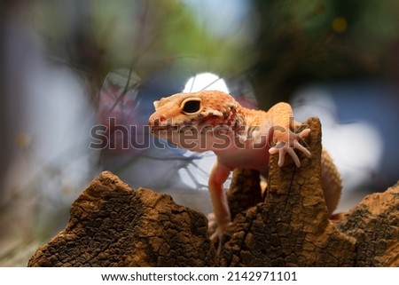 Leopard Gecko on old wood, background.Leopard gecko lizard, close up macro on nature background. Royalty-Free Stock Photo #2142971101