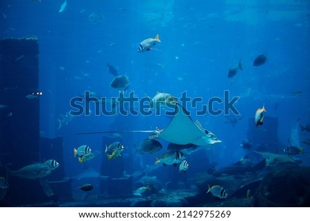 Underwater landscape with wildlife and a stingray. Fish swimming in aquarium.
