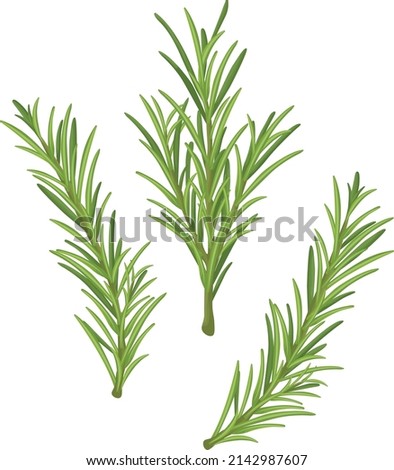 Rosemary. A green sprig of rosemary. Medicinal plant. Fragrant plant for seasoning. Vector illustration isolated on a white background Royalty-Free Stock Photo #2142987607