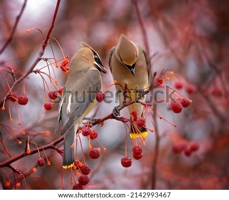 Cedar waxwing eating berries from a tree Royalty-Free Stock Photo #2142993467