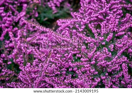 blooming pink Heather. Erica carnea (heath) close-up. Beautiful spring floral background. selective focus
