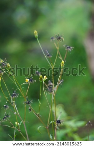Bidens alba (Also called shepherd's needles, beggarticks, Spanish needles, butterfly needles. Bidens is considered by some as a broad spectrum antimicrobial, useful particularly against infections
