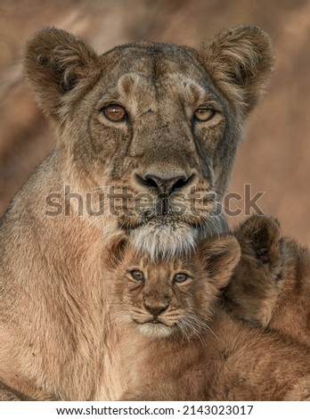 "A warrior mother", somewhere in gir forest ,Asiatic lion cub feeling blessed with his mother somewhere in gir forest  Royalty-Free Stock Photo #2143023017