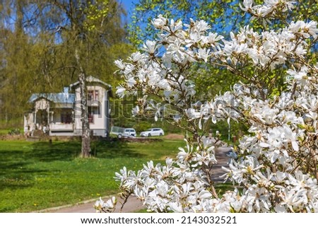 White Magnolia flowers blooming at springtime