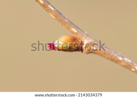 common hazel (Corylus avellana) - female flowers close up. Flowering hazel wild. Royalty-Free Stock Photo #2143034379