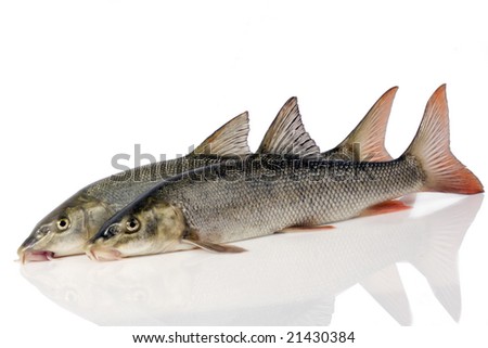 Raw fish isolated on white background