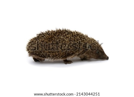 Hedgehog  isolated on white background