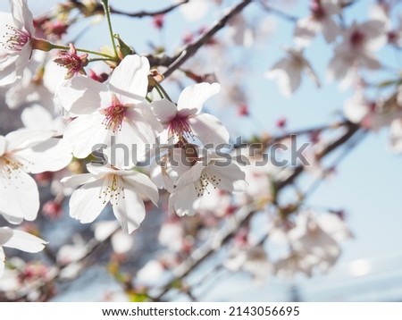 Japan's famous cherry blossoms in full bloom "Yoshino cherry tree”