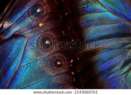 Natural blue background. Wings of a butterfly Morpho texture background. Morpho butterfly.