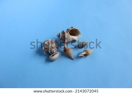seashells photographed on a blue background in a room brought from the beach as a keepsake