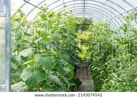 Green cucumbers growing in a greenhouse on the farm. Concept of eco vegetables, healthy vegetables without pesticide, organic product, small home business, hobby