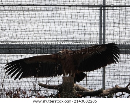 closeup of impressive vulture in a zoo
