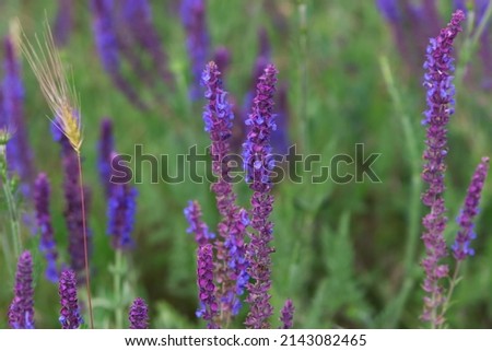 A lot of purple wildflowers on green field.