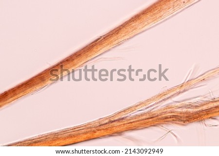 Characteristics of Hair cell of human under microscope view for education in laboratory.
 Royalty-Free Stock Photo #2143092949