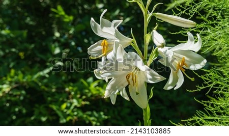 Beautiful blooming white lilies on green background. Close up white garden lily. Floral nature background with copy space. Romantic artistic image