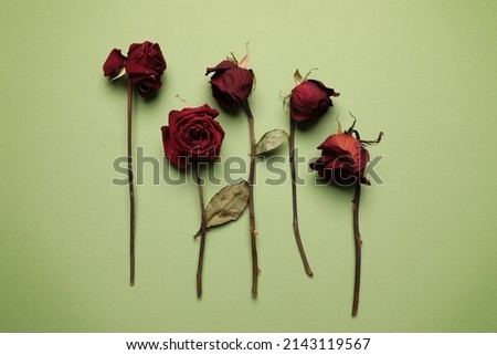 Close-up of dry roses isolated on light green background. High quality photo.