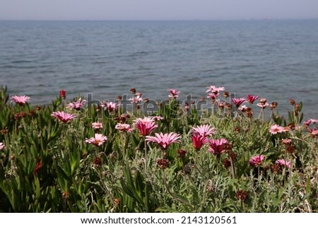 Flowers and sea. Tranquil Mediterranean sea water, pink flowers, green grass close up photo. Beautiful Nature of Middle East. Tranquil scenery.  