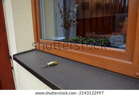 A man is holding a dead bird which has crashed into a house window. the window shines and bird easily gets tangled in flight and breaks its spine on impact. lying on the windowsill under the window Royalty-Free Stock Photo #2143122997
