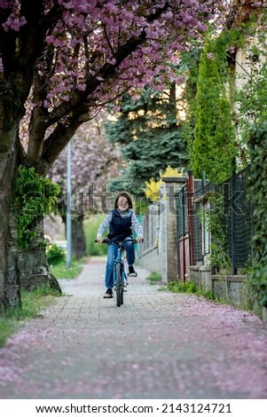 Children, playing on the street with blooming pink cherry trees on sunset, riding bikes