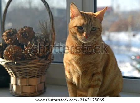 Portrait of a cute ginger fluffy shorthair tabby cat making a funny face looking seriously at camera. Adorable domestic pet