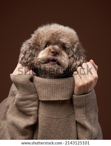 An attractive poodle dog, with a funny expression and holding hands under his chin. Conceptual portrait of a dog on a brown background. Beauty concept.