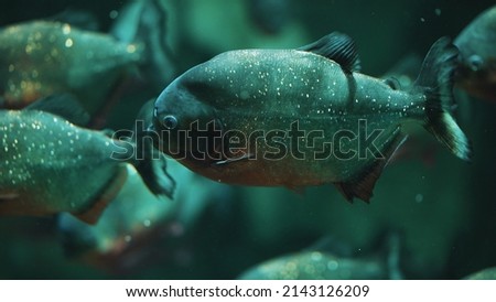 school of piranha fish. High quality photo