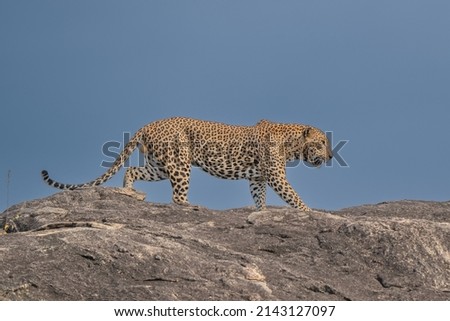 Panthera Paradus Kotiya (Sri Lanka Leopard), posing for the camera.