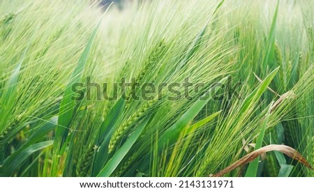 fresh green barley or jau for organic farming and beverage and food industry  Royalty-Free Stock Photo #2143131971