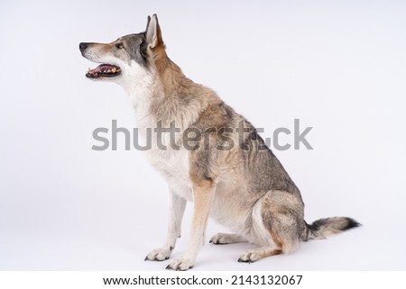 Czechoslovakian wolf dog sitting on white backgrounds