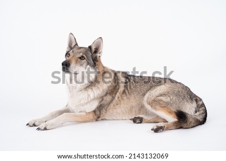Czechoslovakian wolf dog laying on white backgrounds