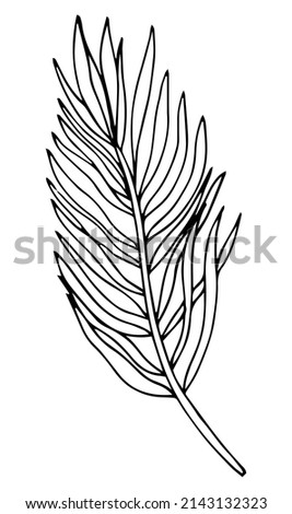 Tropical palm leave in sketch style, isolated vector illustration. Leave of palm tree in linear doodle style. Botanical minimalist print of exotic leave, sketch design.