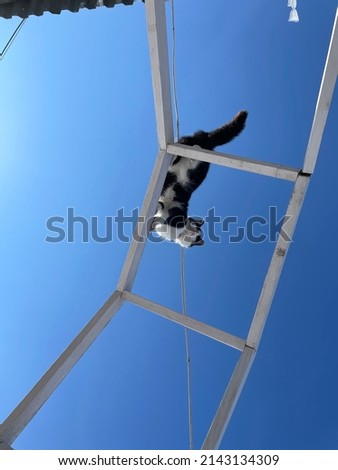 Black and white cat sits on a fence against a blue sky