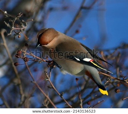 Waxwing bird eating berries in winter garden 