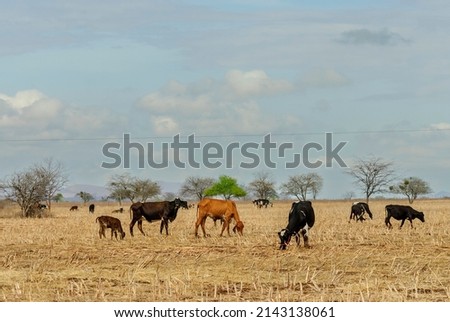 Cattle grazing in the dry season in the Caatinga biome in Uirauna, Paraíba, Brazil on October 16, 2011. Royalty-Free Stock Photo #2143138061