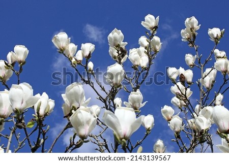 Magnolia x soulangeana 'White Giant' in flower.