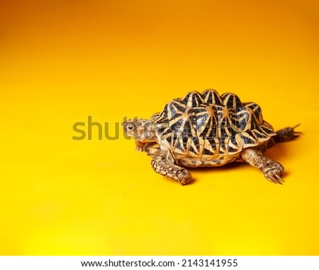 Indian star are very rare reptiles, these animals are also classified as ancient animals because they can be hundreds of years old. The tortoise, which can only live on land, can't live in water.