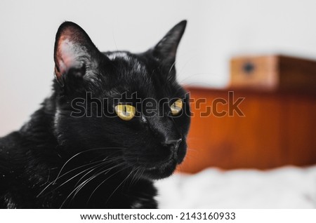Black cat lying on bed