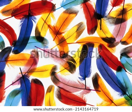 Colorful background with bird feather Royalty-Free Stock Photo #2143164719