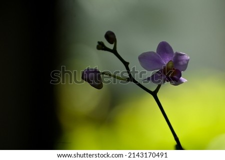 Orchid flower background image with a dark touch.