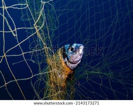 Two banded sea bream trapped in ghost nets in the Aegean Sea, Greece Royalty-Free Stock Photo #2143173271