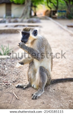 Green monkey eats bread on pathway