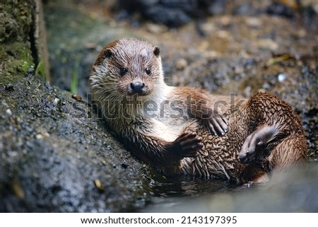 Portrait of otter lying between rocks