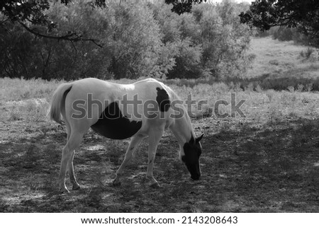 Paint horse mare grazing in Texas field.