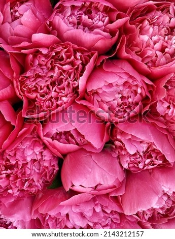 Pink flowers texture. Peonies close up for patterns 