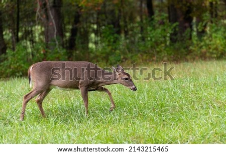 Female deer in an open field