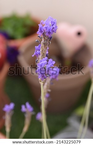 Picture of purple lavender blooming in close up