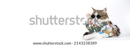 songkran and summer season concept with scottish cat wearing summer cloth and sunglasses on white background Royalty-Free Stock Photo #2143238389