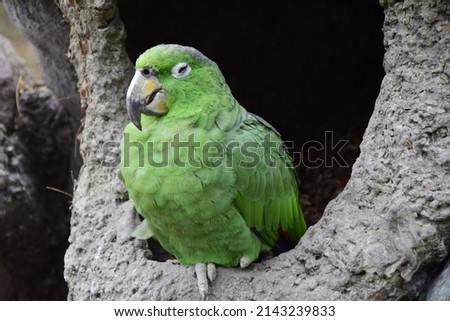 Green macaws, located in the historical park on the outskirts of Guayaquil, beautiful birds in captivity, protected as they are in danger of extinction. Ecuador Royalty-Free Stock Photo #2143239833