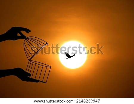 Bird Flying Out of Cage, Freedom Concept, freeing Bird from the cage, bird In cage Set Free, Freedom for animals. Royalty-Free Stock Photo #2143239947
