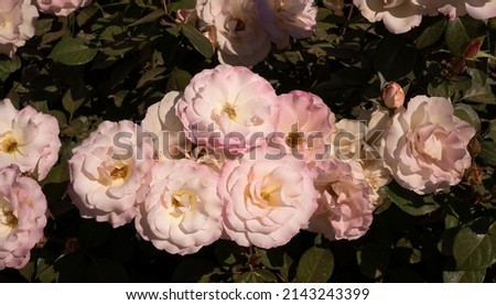 Floral. Roses blossom in the garden. Closeup view of beautiful Rosa Charles Aznavour flower cluster of light pink and white petals, spring blooming in the park.